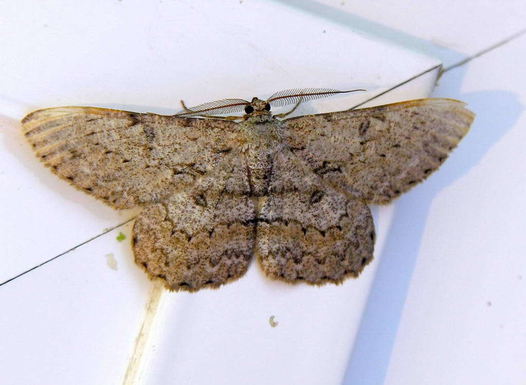 Pale Oak Beauty