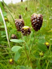 Trifolium spadiceum