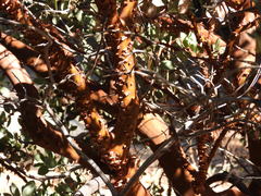 Arctostaphylos pringlei drupacea