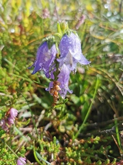 Campanula barbata