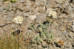 Achillea nana