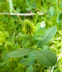 Trifolium spadiceum
