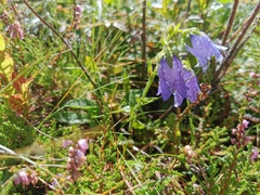 Campanula barbata