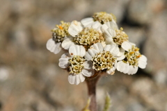 Achillea nana