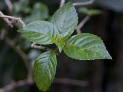 Gesneriaceae