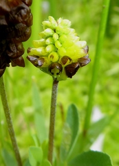 Trifolium spadiceum