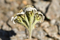 Achillea nana