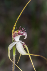 Caladenia longicauda