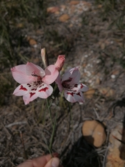 Gladiolus debilis