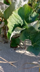 Petasites spurius