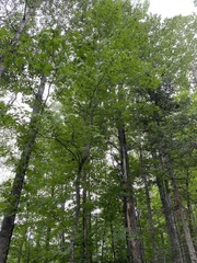 Fraxinus nigra