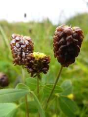 Trifolium spadiceum