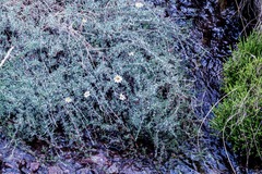 Eumorphia prostrata