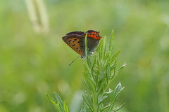 Lycaena phlaeas daimio