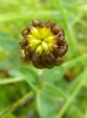 Trifolium spadiceum