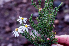 Eumorphia sericea