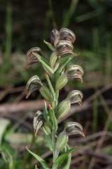 Pterostylis sanguinea