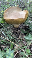 Suillus granulatus