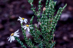 Eumorphia sericea