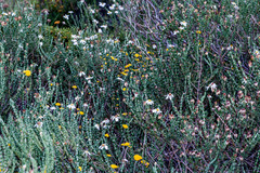 Eumorphia sericea