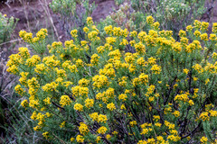 Euryops annae