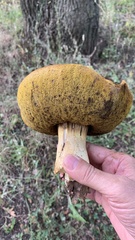 Suillus granulatus