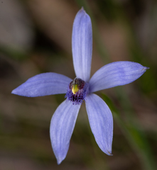 Pheladenia deformis