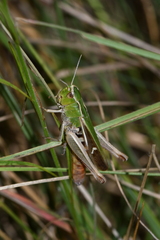 Stenobothrus lineatus