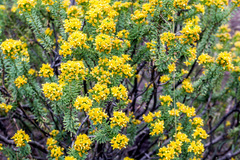 Euryops annae