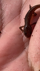 Lissotriton vulgaris