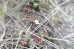 Drosera burkeana