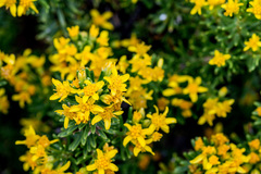 Euryops annae