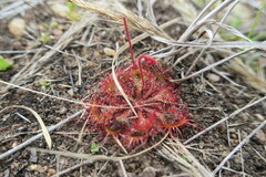 Drosera burkeana