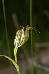 Pterostylis recurva
