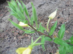 Oenothera rubricaulis