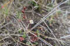 Drosera burkeana