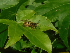 Vespula flavopilosa