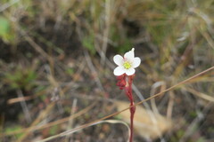 Drosera burkeana