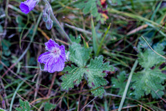 Geranium brycei