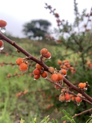 Rhus microphylla