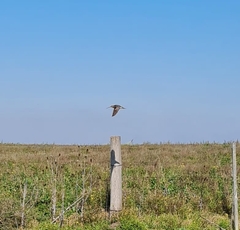 Gallinago paraguaiae