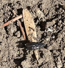 Melanophila acuminata