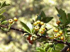 Pyracantha