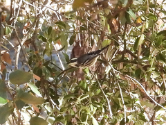 Setophaga nigrescens