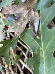Anisota pellucida