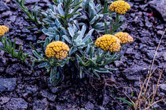 Helichrysum subglomeratum