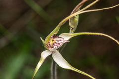 Caladenia longicauda