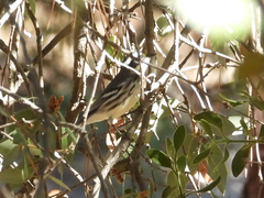 Setophaga nigrescens