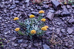 Helichrysum subglomeratum