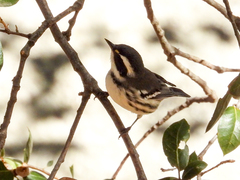 Setophaga nigrescens